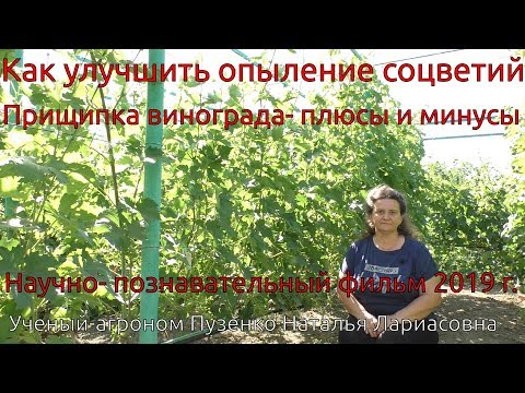 Видео: 3. Прищипка побегов винограда- плюсы и минусы. Как улучшить опыление (Пузенко Н.Л.)