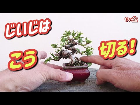 Видео: [Можжевельник] Вот как я его обрезаю! ✂️ Видео по обрезке / Для начинающих / Как вырастить бонсай