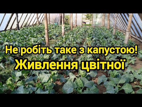 Видео: Цвітна капуста, живлення,поради,висновки.