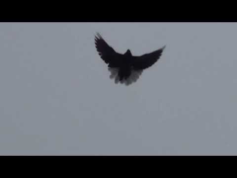 Видео: До вечора прилетять