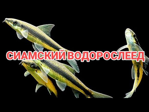 Видео: СИАМСКИЙ ВОДОРОСЛЕЕД. СОДЕРЖАНИЕ В АКВАРИУМЕ