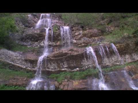 Видео: Звери. Пингвины.