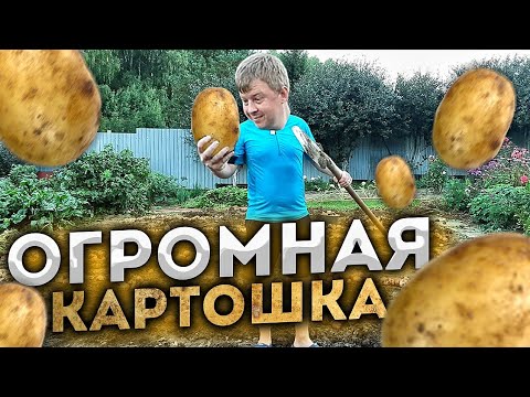 Видео: КОПАЕМ КАРТОШКУ.