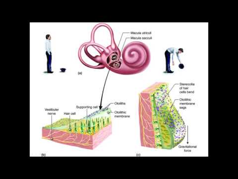 Видео: Строение и функции вестибулярного анализатора