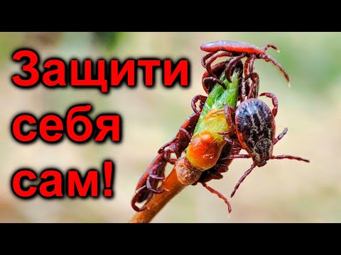 Видео: Как защититься от клещей