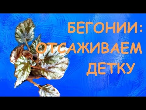 Видео: Бегония: отсаживаем детку от листового черенка.