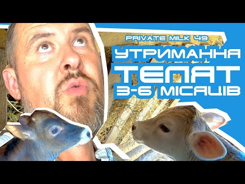 Видео: Утримання та годівля телят віком від 3 до 6 місяців | Private Milk | Травецький