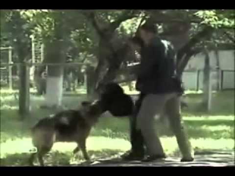 Видео: Опера(Возвращение Мухтара)