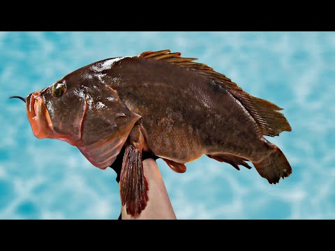 Видео: красный пятнистый морской окунь.  Дорогая, но немного обычная рыба