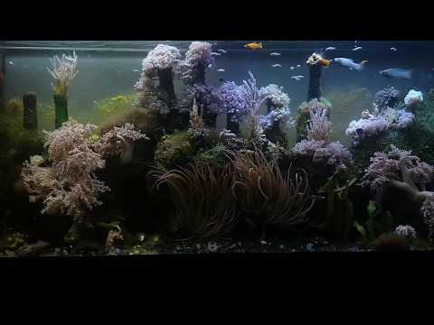 Видео: Мой простой морской аквариум.Еще раз о техническом устройстве и кормлении рыбы. Плюс рассказ о жаре)