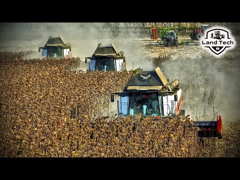 Видео: Красивая уборка подсолнечника на новых комбайнах Т500 Ростсельмаш - 2024!