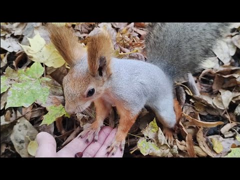 Видео: Две белки-озорницы.