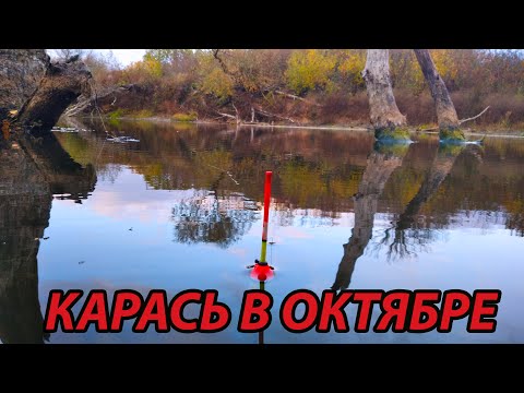 Видео: Карась в октябре. рыбалка на поплавок на карася в октябре.