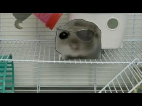 Видео: ПОВ:ХОМЯК