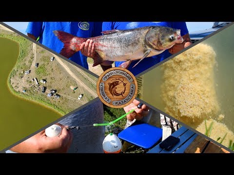 Видео: МЕГА ВЫПУСК ПО ЛОВЛЕ ТОЛСТОЛОБИКОВ!!! Тесты технопланктона. Обзор снастей. Турнир. Исаевские озера.
