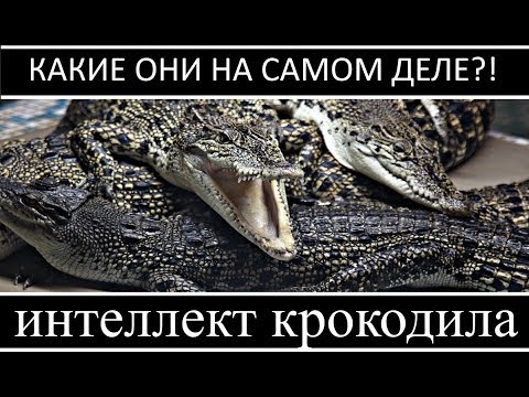 Видео: ИНТЕЛЛЕКТ КРОКОДИЛА! НАСКОЛЬКО КРОКОДИЛ УМЕН?