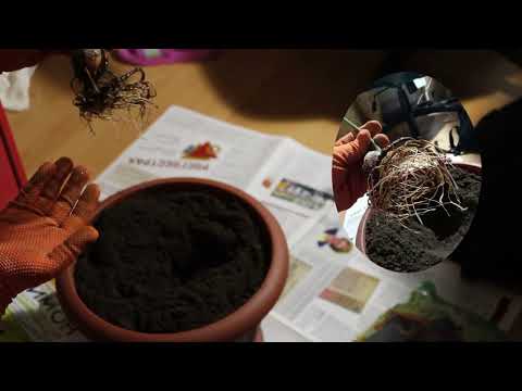 Видео: Пересадка авокадо из воды в землю🥑