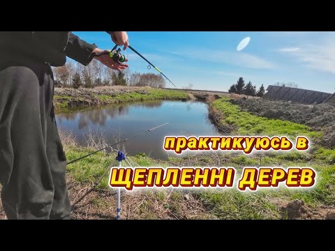 Видео: Практикуюсь в щепленні дерев та прибираю з ділянки бур'яни за допомогою гербіциду