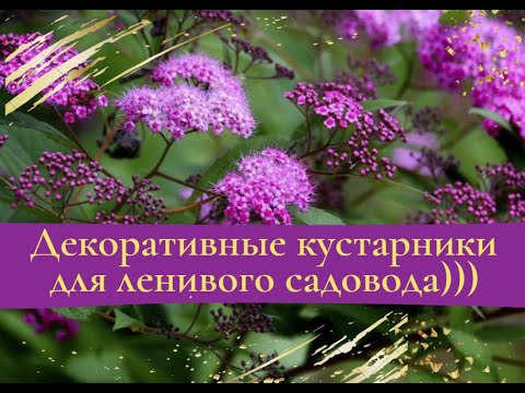 Видео: Декоративные кустарники для ленивого садовода.