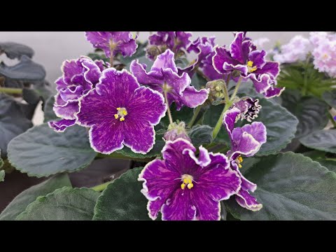 Видео: Как растут мои фиалки в конце зимы? Как можно купить у меня фиалки.