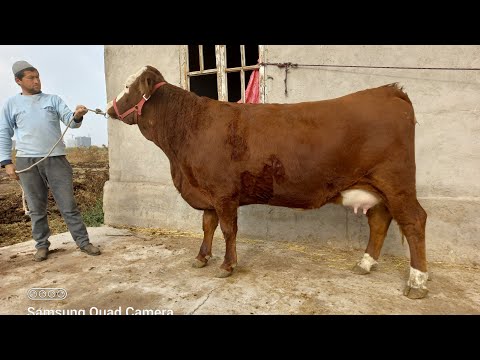 Видео: ТАМОМ ХАМАЩ САВДОШИД 4 ноября 2025 г.