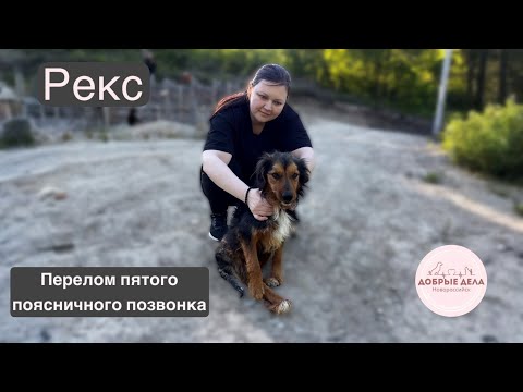Видео: Рекс. Перелом пятого поясничного позвонка