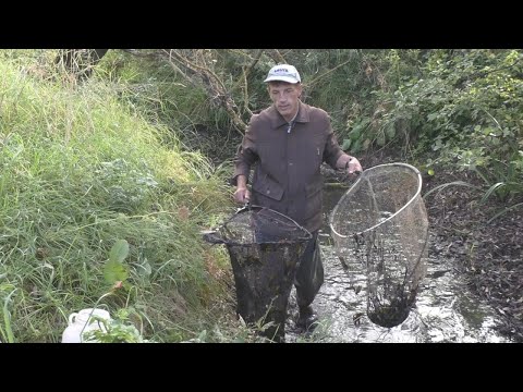 Видео: Ловля сачком в пересохших оврагах - спасаем рыбу и зарыбляем пруды