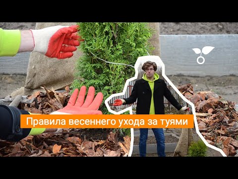 Видео: Правила весеннего ухода за туями