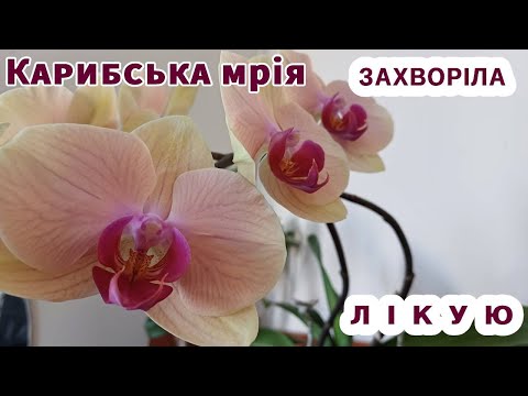 Видео: Карибська мрія захворіла -  лікую