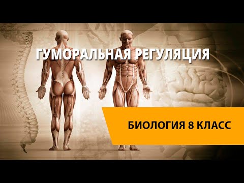 Видео: Гуморальная регуляция