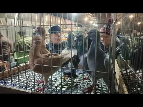 Видео: 08.11.25 СБОРНАЯ ЯРМАРКА ГОЛУБЕЙ. БРОННИЦЫ. ч. 2