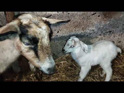 Видео: пополнение в хозяйстве,  коза не приняла сразу козлят, совместное содержание коз с козлятами