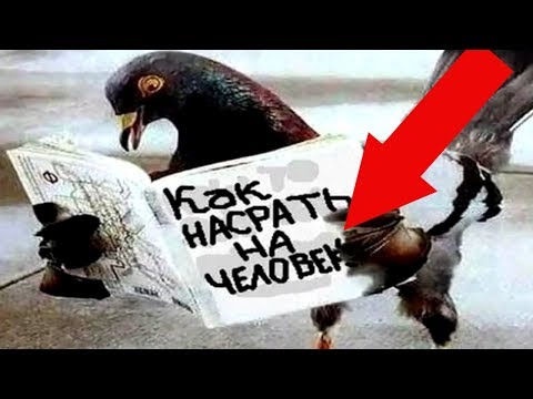 Видео: Способ отвадить голубей от Вашего балкона!