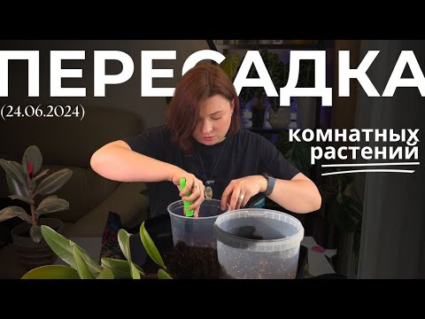 Видео: Большая пересадка Фикусов, Эпипремнумов, Замиокулькаса, Алоказии и Сингониума