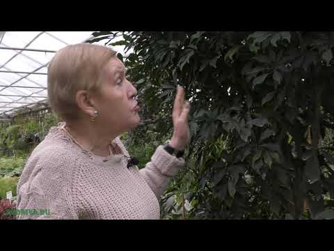 Видео: Шеффлера (лат. Schéfflera) - красивое растение для интерьера!