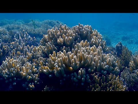 Видео: Рай мягких кораллов, дайвинг среди кораллов на Соломоновых островах
