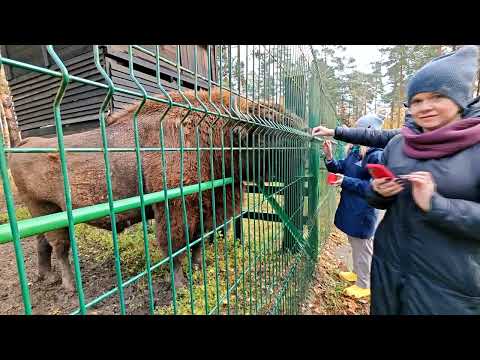 Видео: Велесова ночь. Березинский заповедник. Посещение Лесного зоопарка...26.10.2025 год (часть 6-1).