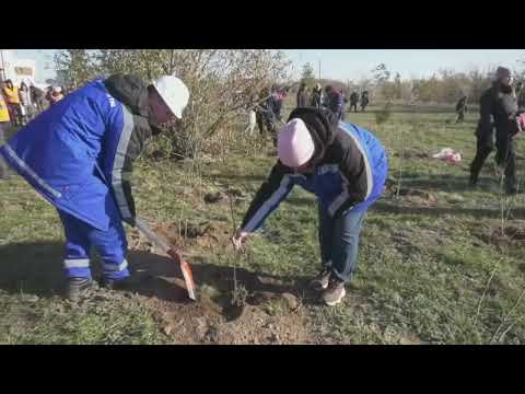 Видео: Екібастұз жаңалықтары  Екібастұзда «Таза Қазақстан» акциясы аясында ағаш отырғызылды