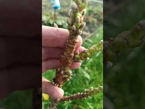 Видео: Карликовый персик осенью.