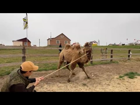 Видео: Говорит и показывает верблюжий остров