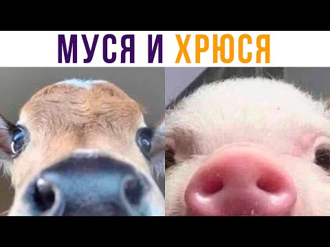 Видео: Муся и Хрюся))) Приколы | Мемозг 635