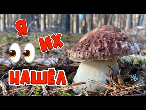 Видео: 💥ПОЛНАЯ КОРЗИНА ГРИБОВ В КОНЦЕ ОКТЯБРЯ!🔥 Грибы 2024