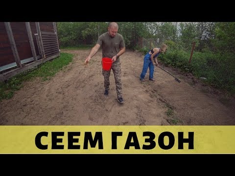 Видео: Сеем самую лучшую газонную траву - мятлик. Просто Константиновы.