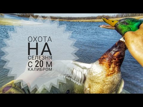 Видео: ВЕСЕННЯЯ ОХОТА НА СЕЛЕЗНЯ С ПОДСАДНОЙ УТКОЙ/ОХОТА НА СЕЛЕЗНЯ С 20 М КАЛИБРОМ/ВЕСЕННЯЯ ОХОТА 2024