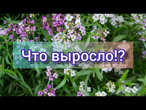 Видео: Что выросло 2021// Отчет о посеве семян из обзора// ч.1// #садовыецветы #обзорсемян