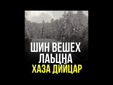 Видео: ШИН ВЕШЕХ ЛАЬЦНА ХАЗА ДИЙЦАР ХЬЕХАМ