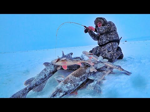 Видео: ОЗЕРО, ГДЕ РЫБА, ВМЕСТО ДНА!!!  ТОННЫ ЩУКИ!!! ОПЯТЬ ПРОБЛЕМЫ!!?