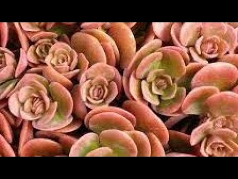 Видео: Як розмножити багаторічні рослини