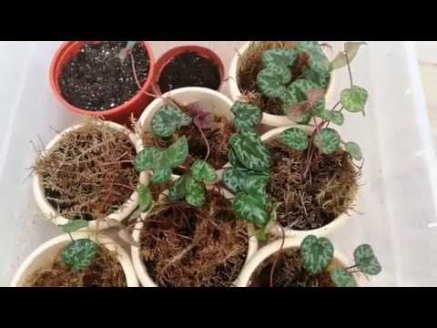 Видео: Уход за рассадой альпийской фиалки