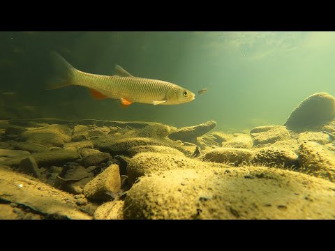 Видео: Река Абин Подводная съёмка / Underwater World of the Abin River